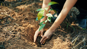 a woman grows the plant in the soil